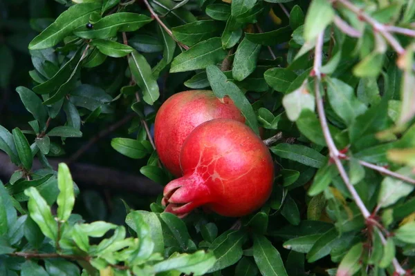 Romãs Amadurecem Árvores Parque Cidade Norte Israel — Fotografia de Stock