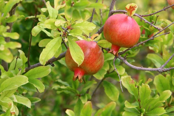 Melograni Maturano Sugli Alberi Parco Cittadino Nel Nord Israele — Foto Stock