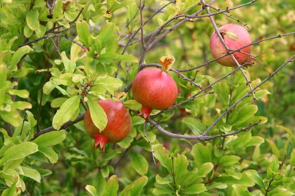 Romãs Amadurecem Árvores Parque Cidade Norte Israel — Fotografia de Stock