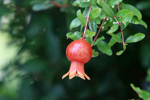 Granaatappels Rijpen Bomen Een Stadspark Noord Israël — Stockfoto