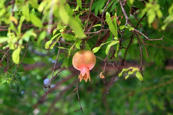 Pomegranates Ripen Trees City Park Northern Israel — Stock Photo, Image