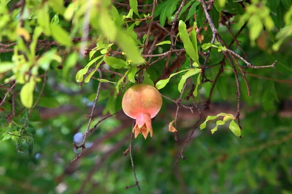 Romãs Amadurecem Árvores Parque Cidade Norte Israel — Fotografia de Stock