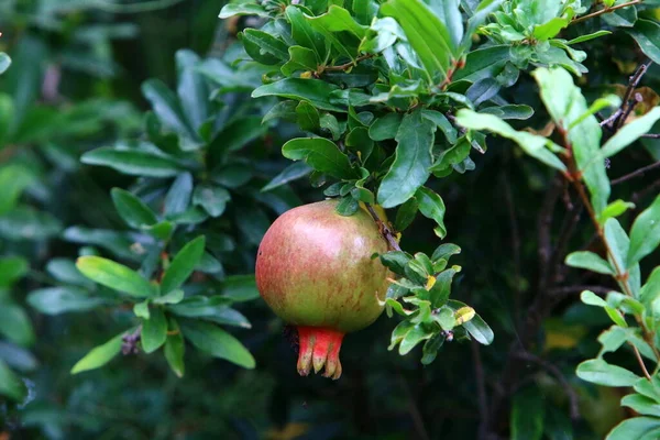 Romãs Amadurecem Árvores Parque Cidade Norte Israel — Fotografia de Stock