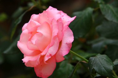 Yazın İsrail 'deki bir şehir parkında kırmızı güller açar. 