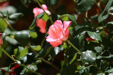 Yazın İsrail 'deki bir şehir parkında kırmızı güller açar. 