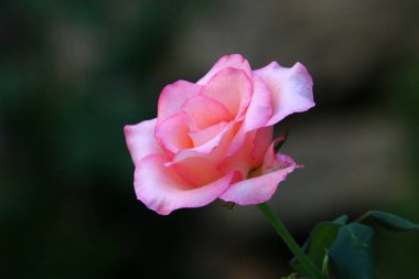 Yazın İsrail 'deki bir şehir parkında kırmızı güller açar. 