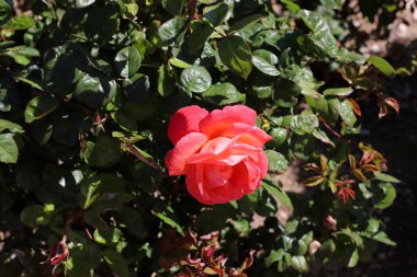 Yazın İsrail 'deki bir şehir parkında kırmızı güller açar. 