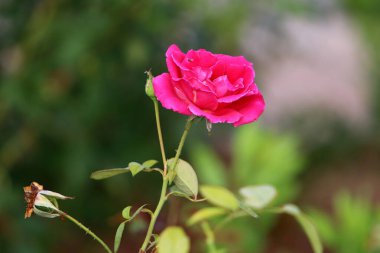 Yazın İsrail 'deki bir şehir parkında kırmızı güller açar. 