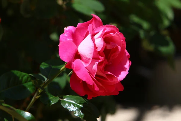 Красные Розы Цветут Летом Городском Парке Израиля — стоковое фото