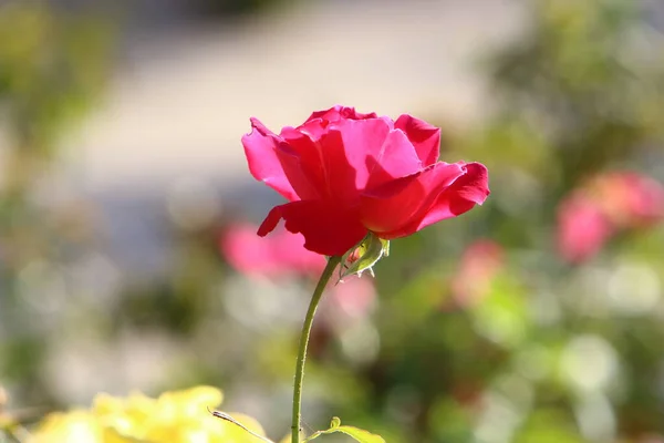 Röda Rosor Blommar Sommaren Stadspark Israel — Stockfoto