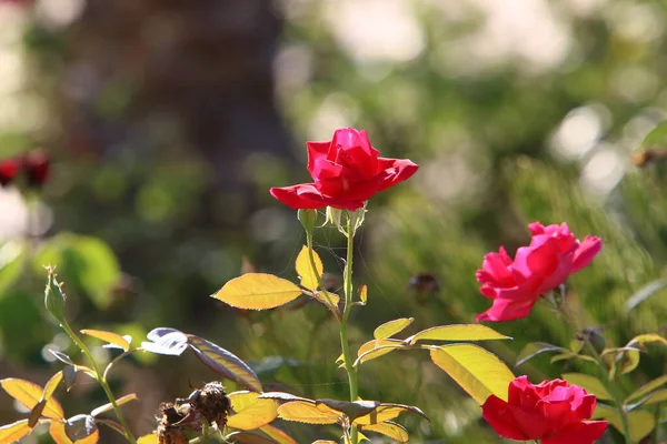Röda Rosor Blommar Sommaren Stadspark Israel — Stockfoto