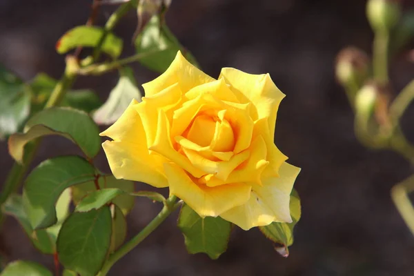 Red Roses Bloom Summer City Park Israel — Stock Photo, Image