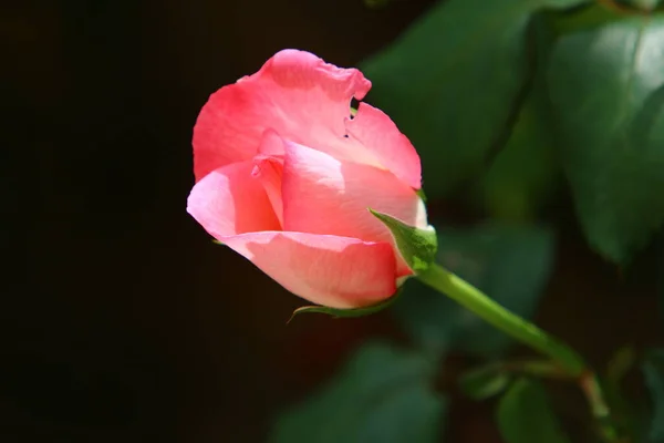 Czerwone Róże Kwitną Latem Parku Miejskim Izraelu — Zdjęcie stockowe