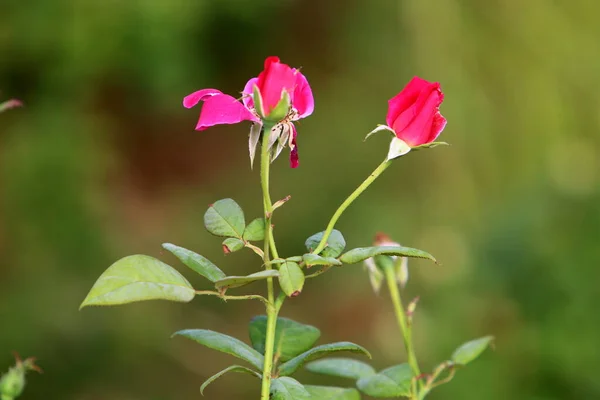 Red Roses Bloom Summer City Park Israel — Stock Photo, Image