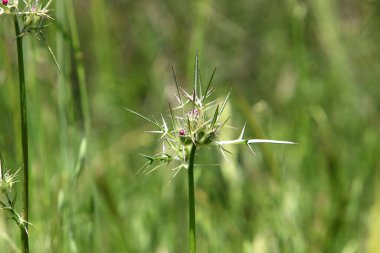 İsrail 'de bir ormandaki yeşil çimlerin arka planında dikenli bitkiler ve çiçekler 