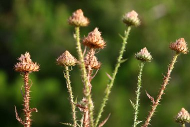 İsrail 'de bir ormandaki yeşil çimlerin arka planında dikenli bitkiler ve çiçekler 