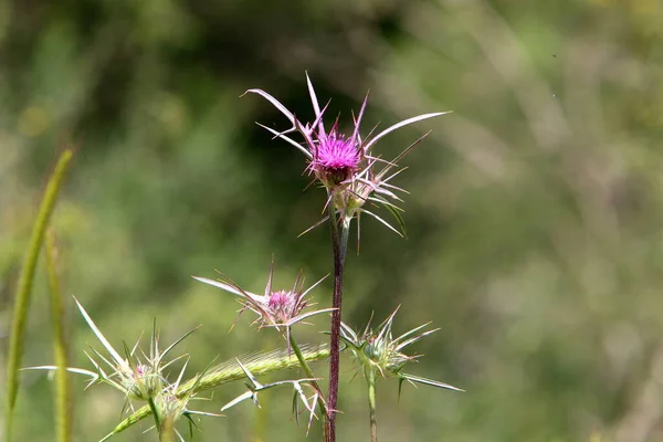 Plantas Flores Espinosas Sobre Fondo Hierba Verde Claro Bosque Israel —  Fotos de Stock