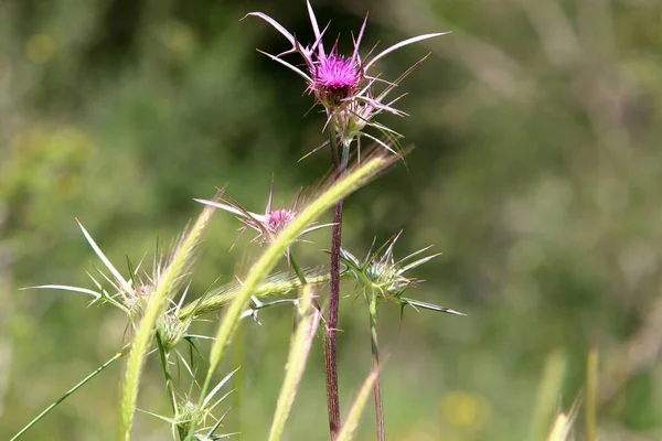 Doornige Planten Bloemen Een Achtergrond Van Groen Gras Een Bos — Stockfoto