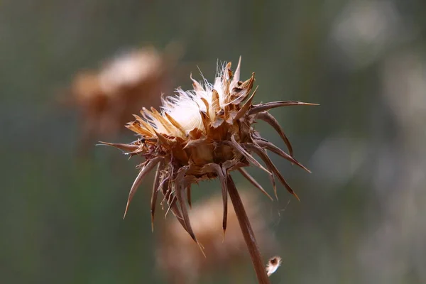 Plantas Flores Espinosas Sobre Fondo Hierba Verde Claro Bosque Israel — Foto de Stock