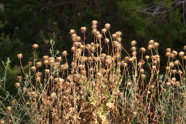 Plantas Flores Espinosas Sobre Fondo Hierba Verde Claro Bosque Israel — Foto de Stock