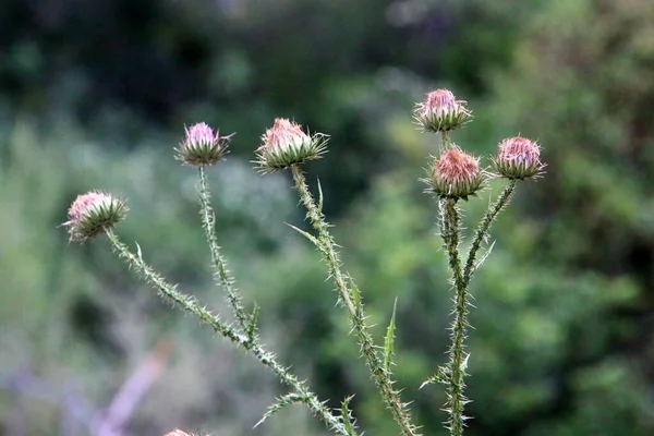 Plantas Espinhosas Flores Fundo Grama Verde Uma Clareira Florestal Israel — Fotografia de Stock