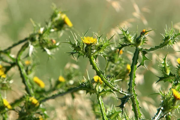 Taggiga Växter Och Blommor Bakgrund Grönt Gräs Skogsglänta Israel — Stockfoto