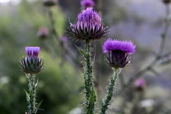 Trnité Rostliny Květiny Pozadí Zelené Trávy Lesní Mýtině Izraeli — Stock fotografie