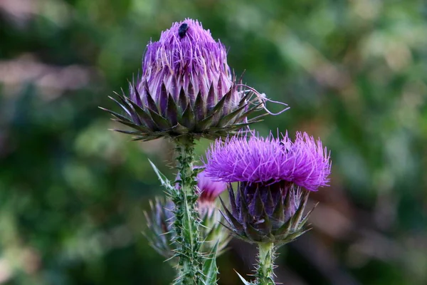 Les Plantes Épineuses Les Fleurs Sur Fond Herbe Verte Dans — Photo