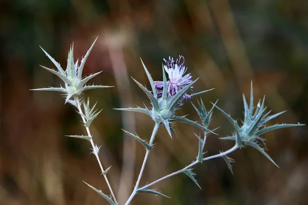イスラエルの森の中の緑の草の背景にあるとげのある植物や花は — ストック写真