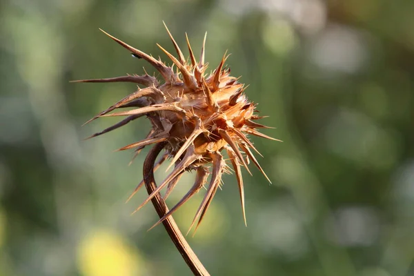 Taggiga Växter Och Blommor Bakgrund Grönt Gräs Skogsglänta Israel — Stockfoto