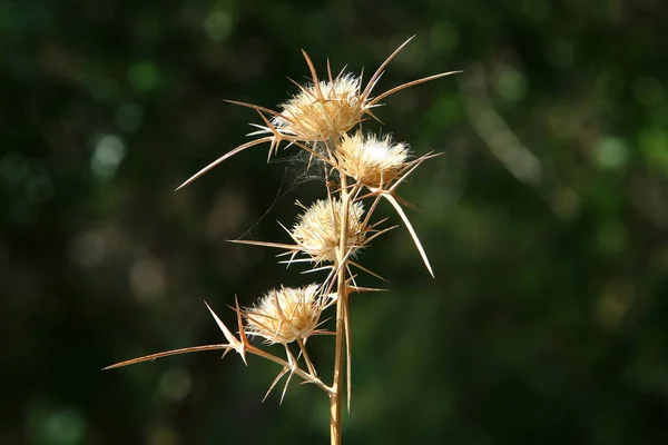 Les Plantes Épineuses Les Fleurs Sur Fond Herbe Verte Dans — Photo