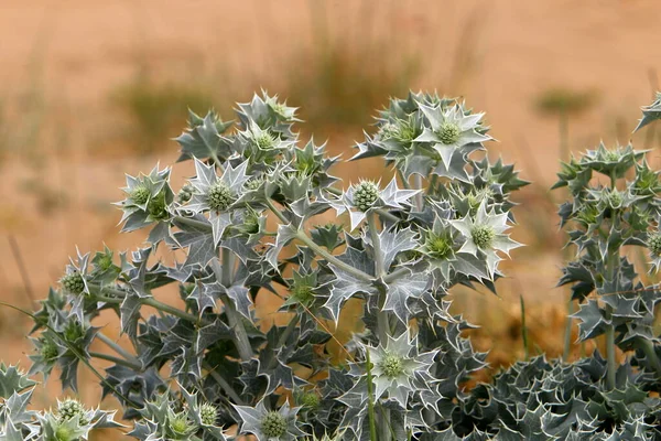 Plante Spinoase Flori Fundal Iarbă Verde Într Lamă Pădure Din — Fotografie, imagine de stoc