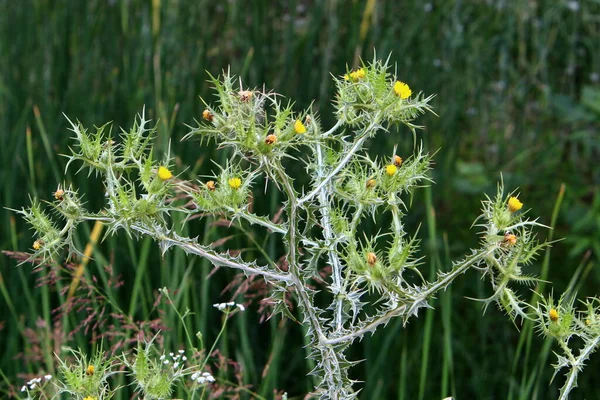 Plantas Espinhosas Flores Fundo Grama Verde Uma Clareira Florestal Israel — Fotografia de Stock