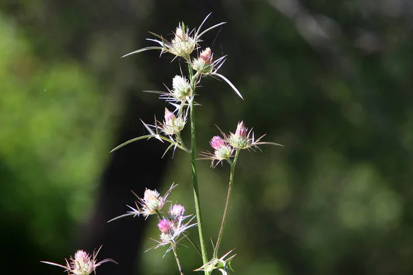 Cierniste Rośliny Kwiaty Tle Zielonej Trawy Leśnej Polanie Izraelu — Zdjęcie stockowe