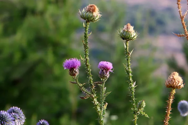 Тернисті Рослини Квіти Тлі Зеленої Трави Лісі Ізраїлі — стокове фото