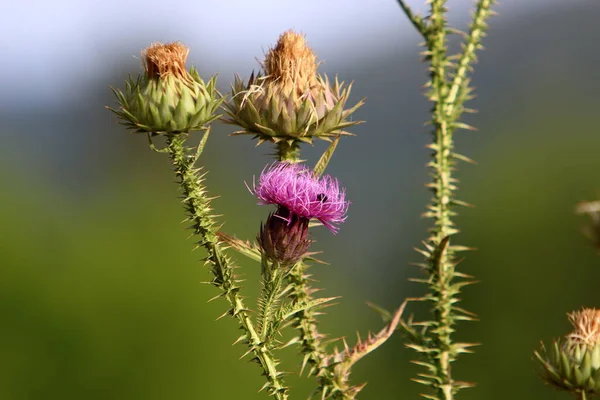 Plantas Espinhosas Flores Fundo Grama Verde Uma Clareira Florestal Israel — Fotografia de Stock