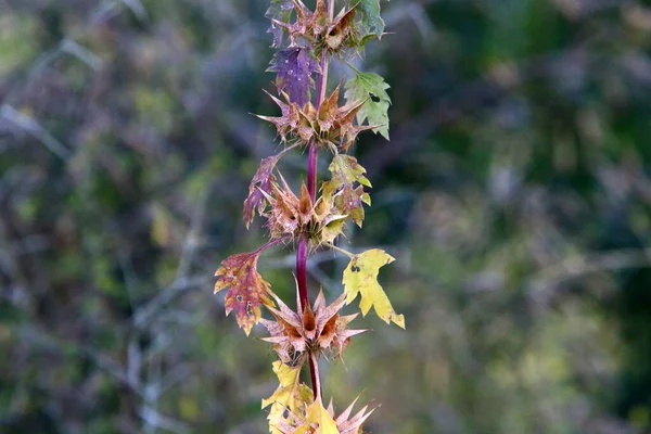 Plantas Flores Espinosas Sobre Fondo Hierba Verde Claro Bosque Israel — Foto de Stock