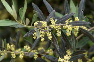 Kuzey İsrail 'de bir şehir parkında zeytin filizleniyor ve olgunlaşıyor. 