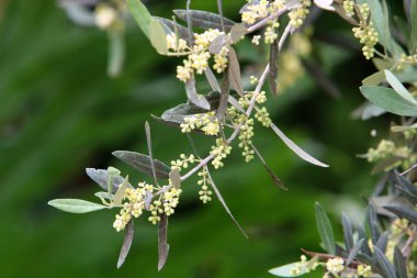 Kuzey İsrail 'de bir şehir parkında zeytin filizleniyor ve olgunlaşıyor. 