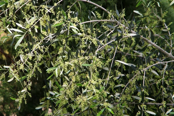 Olives Fleurissent Mûrissent Dans Parc Urbain Dans Nord Israël — Photo