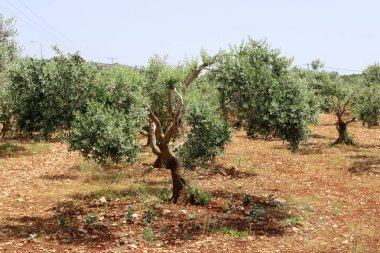 Kuzey İsrail 'de bir şehir parkında zeytin filizleniyor ve olgunlaşıyor. 