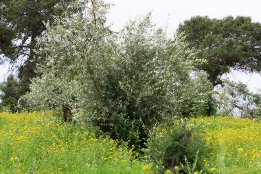 Kuzey İsrail 'de bir şehir parkında zeytin filizleniyor ve olgunlaşıyor. 