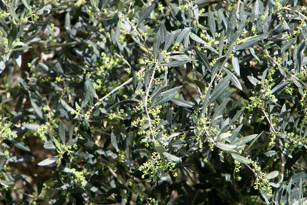 Olives Fleurissent Mûrissent Dans Parc Urbain Dans Nord Israël — Photo