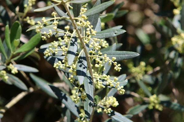 Oliven Blühen Und Reifen Einem Stadtpark Norden Israels — Stockfoto