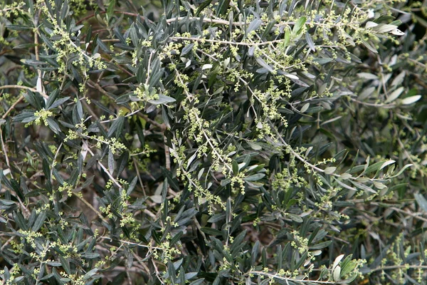 Olives Bloom Ripen City Park Northern Israel — Stock Photo, Image