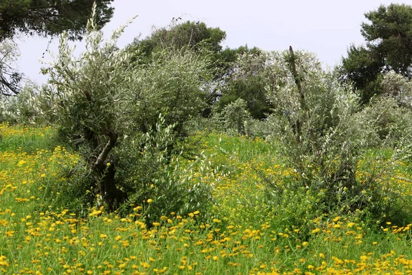 Kuzey İsrail 'de bir şehir parkında zeytin filizleniyor ve olgunlaşıyor. 
