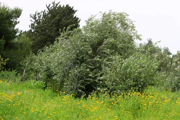 Olijven Bloeien Rijpen Een Stadspark Noord Israël — Stockfoto