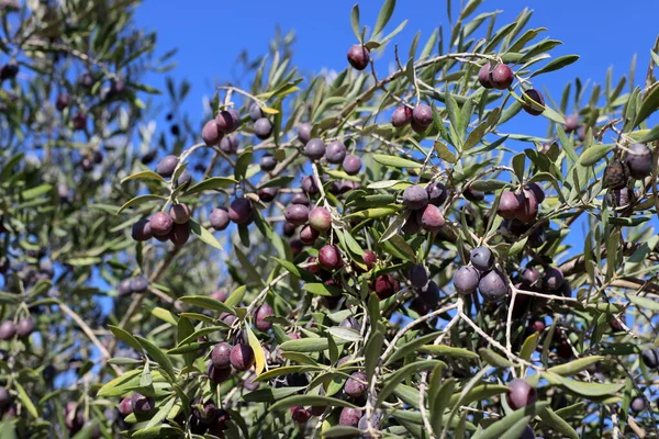 Olives Bloom Ripen City Park Northern Israel — Stock Photo, Image