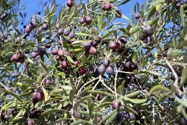 Olives Bloom Ripen City Park Northern Israel — Stock Photo, Image