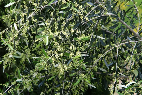 Olives Fleurissent Mûrissent Dans Parc Urbain Dans Nord Israël — Photo